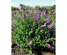 AGROBITS fly - Buddleia - 50- Arbuste