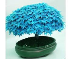 Mini beau violet Graines japonais Bonsai Maple, graines de bricolage arbre plante bonsaï arbuste, graines d'érable frais 50pcs