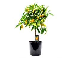 Kumquat | Citrus Japonica | Plante d’extérieur | Arbre fruitier | Hauteur 80-85cm | Pot Ø 22cm