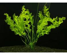 Une plante libre D´aponogeton ulvaceus, plante aquatique