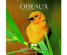 Fauvette à tête noire dans une haie