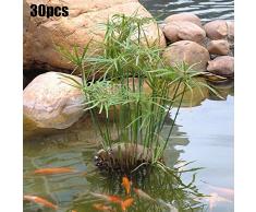 quanju cheer 30 Pcs Eau Bambou Graines Cyperus Alternifolius Graines Semi-Aquatique Plante Aquatique Étang Jardin Décor Graines de Cyperus Alternifolius