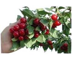 Arbre fruitier nain pour terrasse - Cerisier - Variété Morel - Hauteur environ 1 m