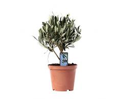 Olea Europeana | Olivier | Arbre fruitier | Hauteur 20-25cm | Pot Ø 12cm
