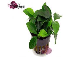 Plante vivante pour aquarium « Anubias Nana ».