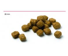 Affinity ADVANCE Croquettes pour Chien Diabetes Colitis 12 kg