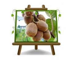 Actinidia - Kiwi Jenny - Arbre fruitier autofertile 170 cm sur pot de 20 - 2 ans