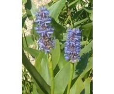 2 Plantes Pontédéries Pontederia Cordata Plante LÉtang Plante Aquatique Jusquà 30cm Niveau, Plantes de Naturteich