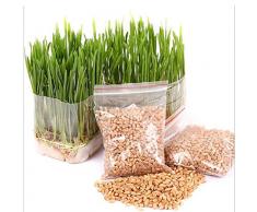 Smilikee 4 paquets de graines dherbe à chat, 1200 capsules, favorisent la digestion de lanimal et augmentent la fibre végétale