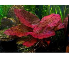 1 x Plante à bulbe vivante pour aquarium – Nymphaea Lotus Zenkeri - Tigre Rouge – Plante tropicale pour aquarium, idéale comme cachette pour poisson combattant
