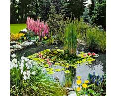 3x Plantes de bassin oxygénantes | 3 variétés de plantes aquatiques | Hauteur 30-40cm | Panier de plantation Ø 18cm inclus