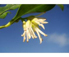 Jardin de plantes parfumées d'hiver Floraison Sarcococca Confusa Boîte Noël Arbuste