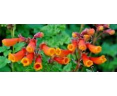 CHILIENNE GLORY VINE- FLOWER 105 SEEDS, Eccremocarpus scaber, fleurs rouges