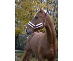 Norton Licol Confort - Couleurs - Bordeaux, Taille Equipement Cheval - Cheval