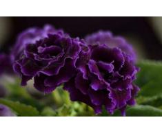 Aimado Seeds Garden-50 Hibiscus syriacus graines, fleurs multicolores,Une abondante floraison tardive,En haie fleurie, massif ou grand bac près de la maison