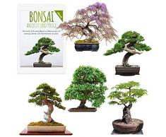 Graines de Bonsai exotiques avec un taux de germination élevé - Set de graines de plantes pour votre propre arbre de Bonsaï (Mélange de 5 incl. eBook GRATUIT)
