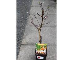Arbre fruitier nain pour terrasse - Pêche - Hauteur environ 75 cm -
