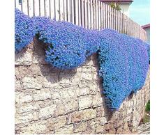 Risitar Graines - 100pcs Rare Campanules des rocailles phlox mousse tapis de fleurs, plantes tapissantes Grainé fleur jardin Plantes vivaces résistante au froid, idéal en rocaille, bordure