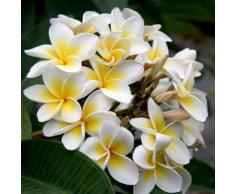 sellify Heirloom 5 Graines Plumeria Arbre Jaune et fleurs blanches Arbuste Graines Plumeria rubra Frangipani T026