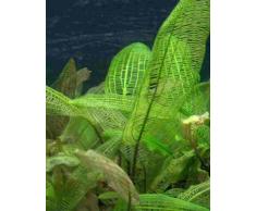 Une plante libre D´aponogeton madagascariensis, plante aquatique