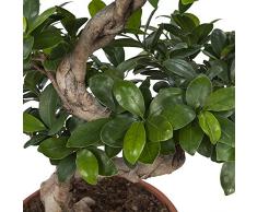 Ficus Ginseng Bonsai | Plantes vertes | Plante interieur | Hauteur 70 cm | Pot 27 cm | Cadeau Japon