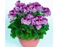Kisshes Seedhouse - Graines de géraniums parfumés vivace Pelargonium grainé fleur jardin massif, bordure ou jardinière