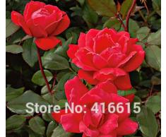 100 Rose Double Knock Out Seeds Landscape Planning - Facile à cultiver des roses Arbuste Rose Graines Bonsai Fleurs et Jardins Plantes Graines