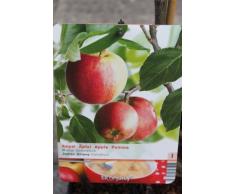 Arbre fruitier nain pour terrasse - Pommier - Variété "James Grieve" - Hauteur environ 1 m