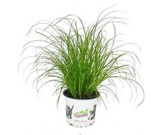 Herbe à chat - Cyperus alternifolius - 3 plantes - pour le soutien digestif des chats