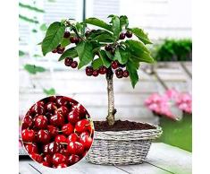 ZqiroLt 30 Pcs Graines De Cerise Jardin Cour Délicieux Doux Arbre Fruitier Maison Bonsaï Plante Facile à Planter, Taux De Germination Haut, Délicieux Graines de Cerisier 30pcs