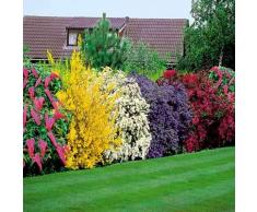 Adolenb Seeds House- Floraison haie, vie haie arbuste arbustes à fleurs plantes de collection semences à feuilles caduques plantes vivaces vivaces paysages ornementaux jardin