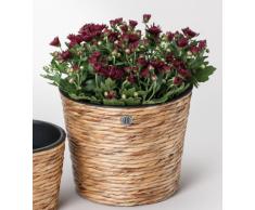TODAMI Cache-Pot Jacinthe deau ? ? Pot deau RD erhya, Bois, Naturel, 26x26x22 cm