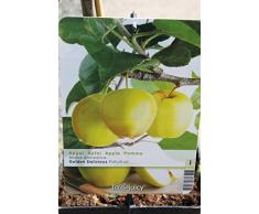 Arbre fruitier nain pour terrasse - Pommier - Variété "Golden Delicious" - Hauteur environ 75 cm -