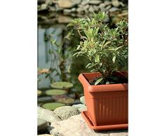 Prosper Plast Florenz Pot de Fleur carré en Plastique Couleur Terre Cuite 30 x 30 cm