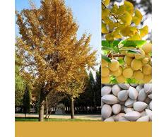 KINGDUO 5 Pcs/Pack Ginkgo Biloba Graines Rares Maidenhair Tree Seed Strong Adaptabilité Jardin Arbre Fruitier