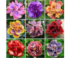 GETSO 100pcs géant Double Hibiscus Belles Plantes Fleur Bonsai Pot pour Jardin Plantation vivaces: Mix