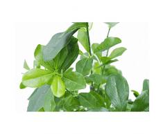 102 cm Grande géranium Aralia (Polyscias Guifoylei) Plante artificielle Arbre Arbuste avec pot Noir par feuille