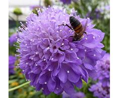 Graines de mariée pourpres en deuil 30+ (coussin à épingles/Scabiosa Atropurpurea) les plus faciles à cultiver les graines de fleurs de la plus haute qualité