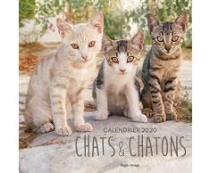 Calendrier mural Chats & Chatons 2020