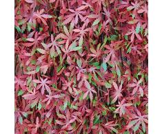 Tenax Haie artificielle avec feuilles treillis extensible en saule, Divy 3D X-Tens Red Acer, 1 x 2 m, rouge/vert