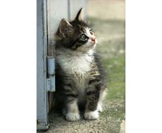 A4 Chaton Poster, Expédié sous 24 heures, livré 1ère classe