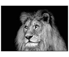 Panorama Poster Lion Noir et Blanc 50x35cm - Imprimée sur Poster de Grande qualité - Poster Animaux - Poster Zen - Moderne Art pour la Maison - Décoration Murale - Image Artistique - Poster Art