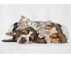 DV Posters A1 | Affiche dart de Chiot et Chaton Sleepy 60 x 90cm 180gsm Basset Enfants Cadeau # 14305