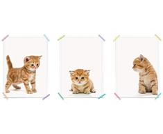 myprinti® Set de 3 Affiches de Chambre denfant | Poster Chambre de bébé Images | garçon Fille bébé | Taille DIN A4 | Chaton, Chaton Chaton couché, Chaton Assis, Chaton couché