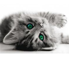 1art1 Chats Poster Papier Peint - Yeux Verts Luminants (160 x 115 cm)