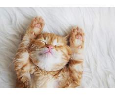 DV Posters A1 | Chaton Sommeil Mignon dart daffiche Imprimer 60 x 90cm 180gsm Cat Lover # 13113 Cadeau