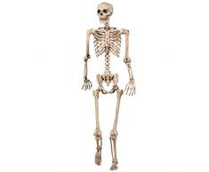 sHATCHI Halloween Décoration Squelette articulé Décoration Vie Taille 165 cm fête Prop cimetière Bones