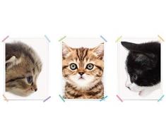 myprinti® Set de 3 Affiches de Chambre denfant | Poster Chambre de bébé Images | garçon Fille bébé | Taille DIN A4 | Chats, Minou, Chat Domestique, Chaton