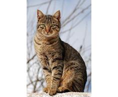 1art1 Chats Poster - Matou Tigré Au Soleil dautomne (91 x 61 cm)