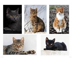 Chats Papier Peint Photo/Poster - Tigres De Salon Mignons, Collage, 2 Parties (240 x 180 cm)